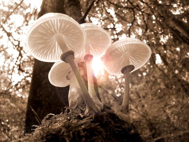 History of Tremella Mushrooms