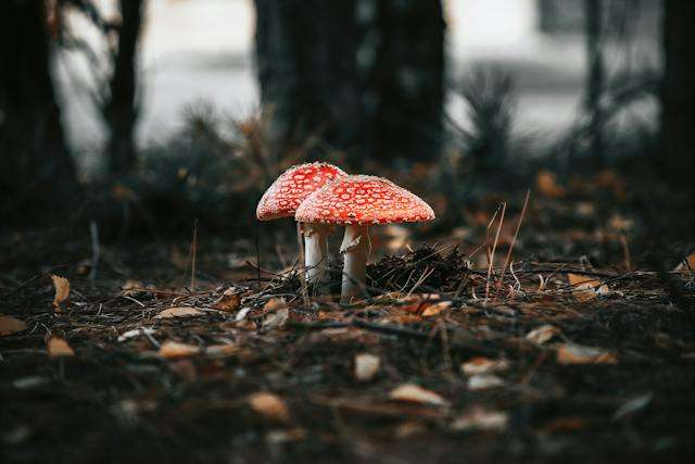 Amanita Muscaria Gummies